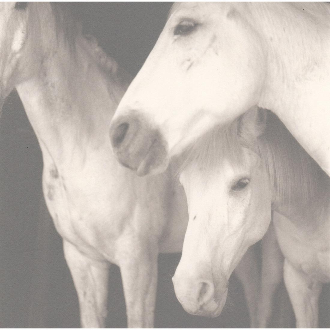 KEITH CARTER - Caballos Blancos: Artist: KEITH CARTER Print Title: Caballos Blancos Medium: Photo-Lithograph Edition Limited to 4500 copies Printing Date: 1990s Printed in the USA Image size: 5.5 x 5.5 inches Reserve: $40.00 Shipping