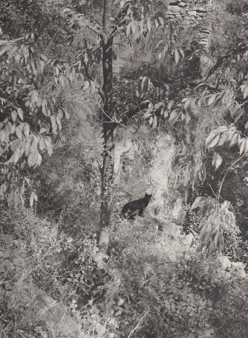 WILLY RONIS - Surprised Cat, Gordes, Summer 1951: Artist: WILLY RONIS Print Title: Surprised Cat, Gordes, Summer 1951 Printing Date: 1980’s Medium: Photo-lithograph Printed in:France Image Size: approx. 9 x 7.5” Willy Ronis (French, 1910—2009)
