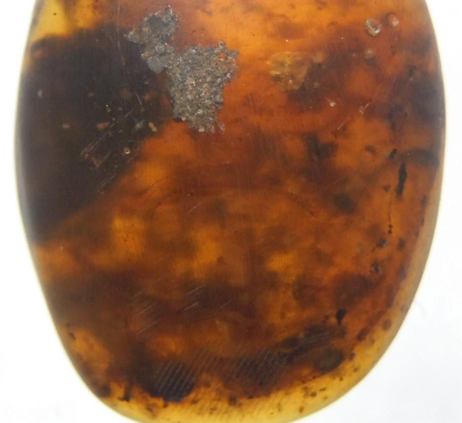 100 MILL YEARS OLD BURMITE AMBER: Title: 100 MILL YEARS OLD BURMITE AMBER Origin: Hukawang Valley, Kachin State, Myanmar Size: 2.15x1.35x0.6 cm / 0.94 gram Description: brown, translucent with plant debris and other inclusions Reserve