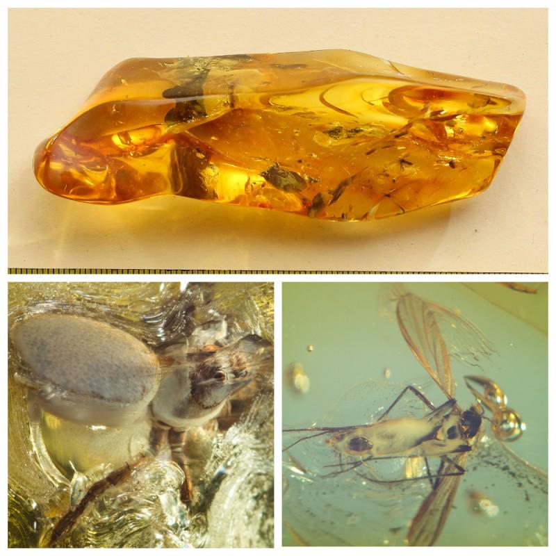 28.91 g. 100% natural Baltic amber stone fossil with: There are 3 inclusions in the stone, 1 of them is a spider. Weight: 28.91 gram Size: 25x31x91 mm Inclusion: rare Spider (Arachnid), Fly (Diptera) Age: 45-50 million years old Stone: 100% natural Balti