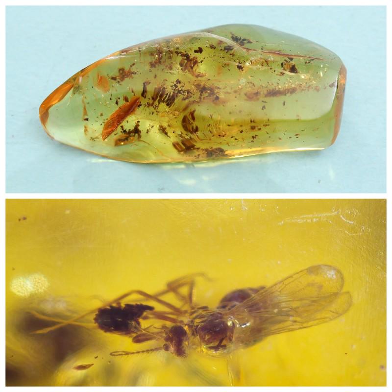 16.75 g. 100% natural Baltic amber stone fossil with: Weight: 16.75 gram Size: 15x29x66 mm Inclusion: Fly (Diptera) Age: 45-50 million years old Stone: 100% natural Baltic amber Photo of insects made with zoom Treatment: no Condition: as on the photo (go