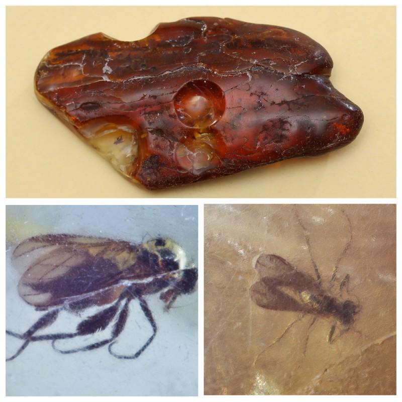 33.56 g. 100% natural Baltic amber stone fossil with: 4 inclusions in stone. Weight: 33.56 gram Size: 13x46x87 mm Inclusion: Fly (Diptera) Age: 45-50 million years old Stone: 100% natural Baltic amber Photo of insects made with zoom Treatment: no Conditi