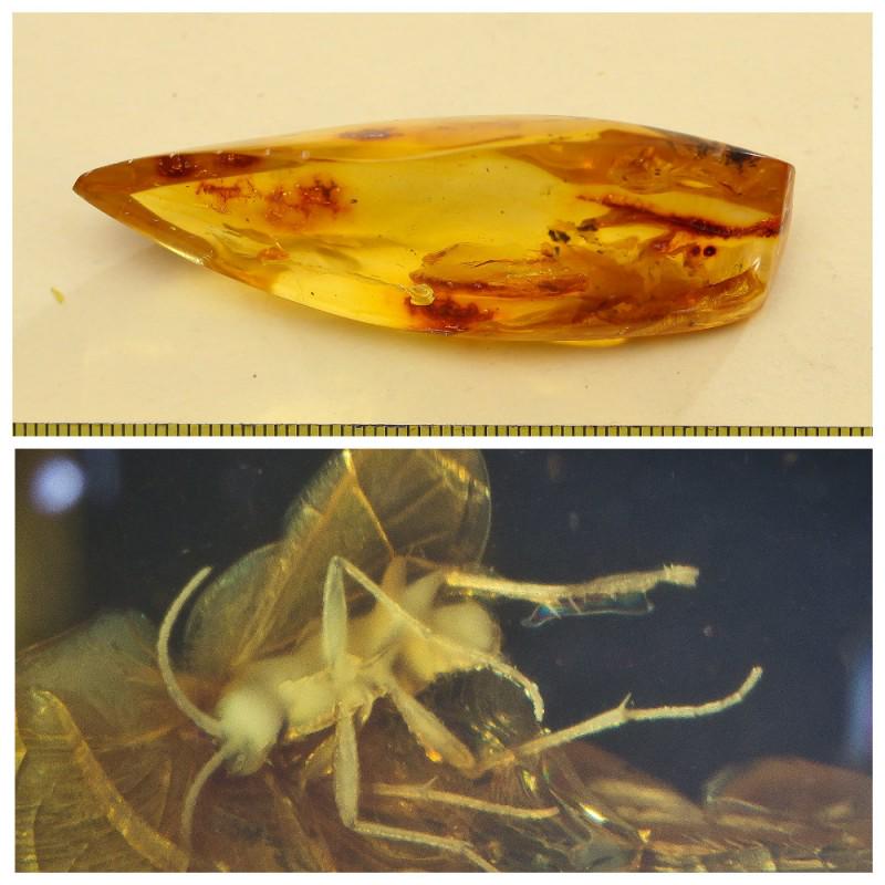 12.97 g. 100% natural Baltic amber stone fossil with: Weight: 12.97 gram Size: 16x21x65 mm Inclusion: Fly (Diptera) Age: 45-50 million years old Stone: 100% natural Baltic amber Photo of insects made with zoom Treatment: no Condition: as on the photo (go
