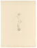 Pierre Bonnard "Nu debout" original lithograph, edition
