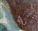 Oil painting Flowers - 6