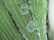 "Simon & Cailan'd" Green pure silk dress Size M - 3