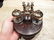 Brass Hardwood w 2 Clear Glass Inkwell bottles pots - 11