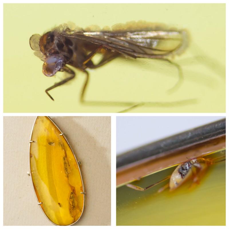 21.92 g. 100% natural Baltic amber pendant with insects: Natural Baltic amber pendant in silver 925 stamped. In stone 2 inclusions fly (Diptera). Weight: 21.92 gram Size: 10x32x78 mm Stone: 100% natural Baltic amber Inclusion: Fly (Diptera) Age: 45-50 milli
