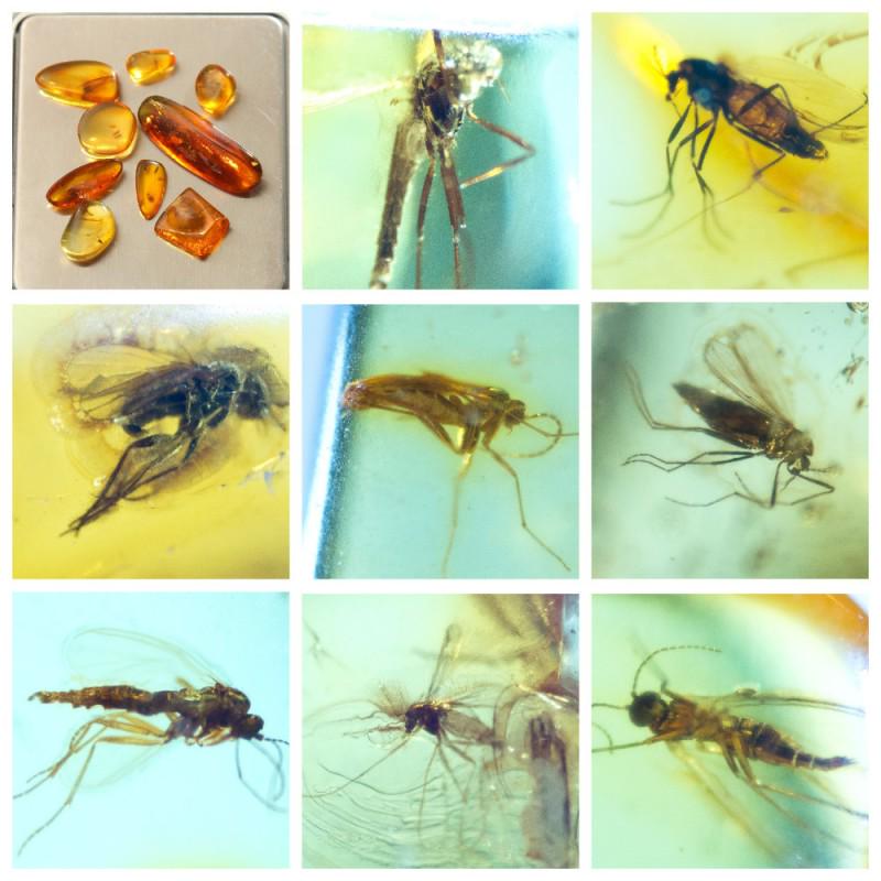 Inclusions in natural Baltic amber, 9 Gemstones fossils (1 of 14)