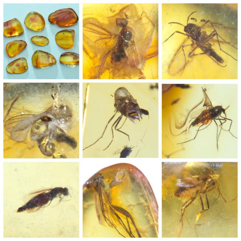 Inclusions in natural Baltic amber, 9 Gemstones fossils: Collection of 9 natural Baltic amber gemstones. Each stone with inclusion. Good for collection or jewelry.Weight: 4.55 gramSize: 10-21 mmInclusion: Fly (Diptera)Stone: 100% natural Baltic amber Age: 4