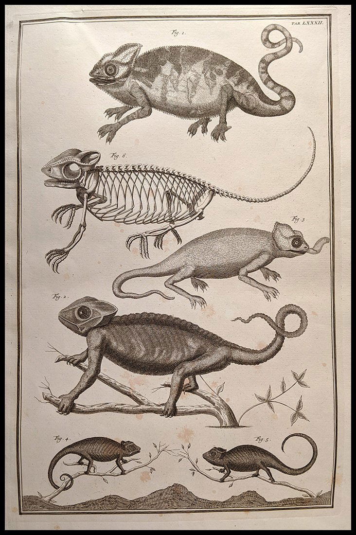 18th Century Early Chameleon Print (1 of 4)