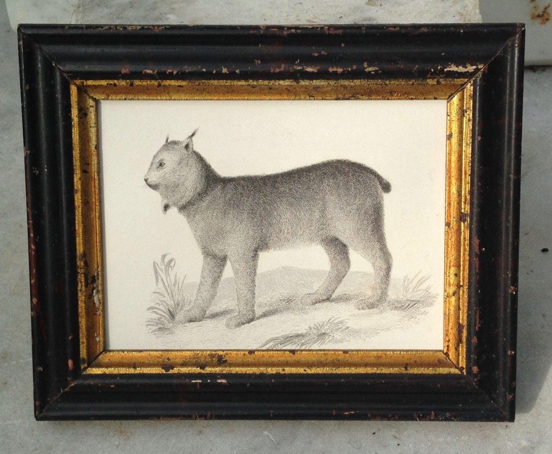 C1840 fine bobcat engraving (1 of 3)