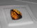 12 ct natural imperial topaz-oval - 8