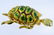 Karbra Turtle Brooch with Enamel and Diamond Eyes - 2
