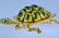 Karbra Turtle Brooch with Enamel and Diamond Eyes - 3