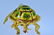 Karbra Turtle Brooch with Enamel and Diamond Eyes - 4