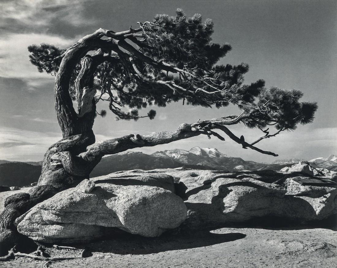 Ansel Adams, Jeffrey Pine, Sentinel Dome, Yosemite: Artist: Ansel Adams Title: Jeffrey Pine, Sentinel Dome, Yosemite, 1940 Medium: Photo Litho, 1998, USA Dimensions: 8.15x6.5" Additional Information: Heat Wax Mounted on 8.5x11" Conservation Board Artis