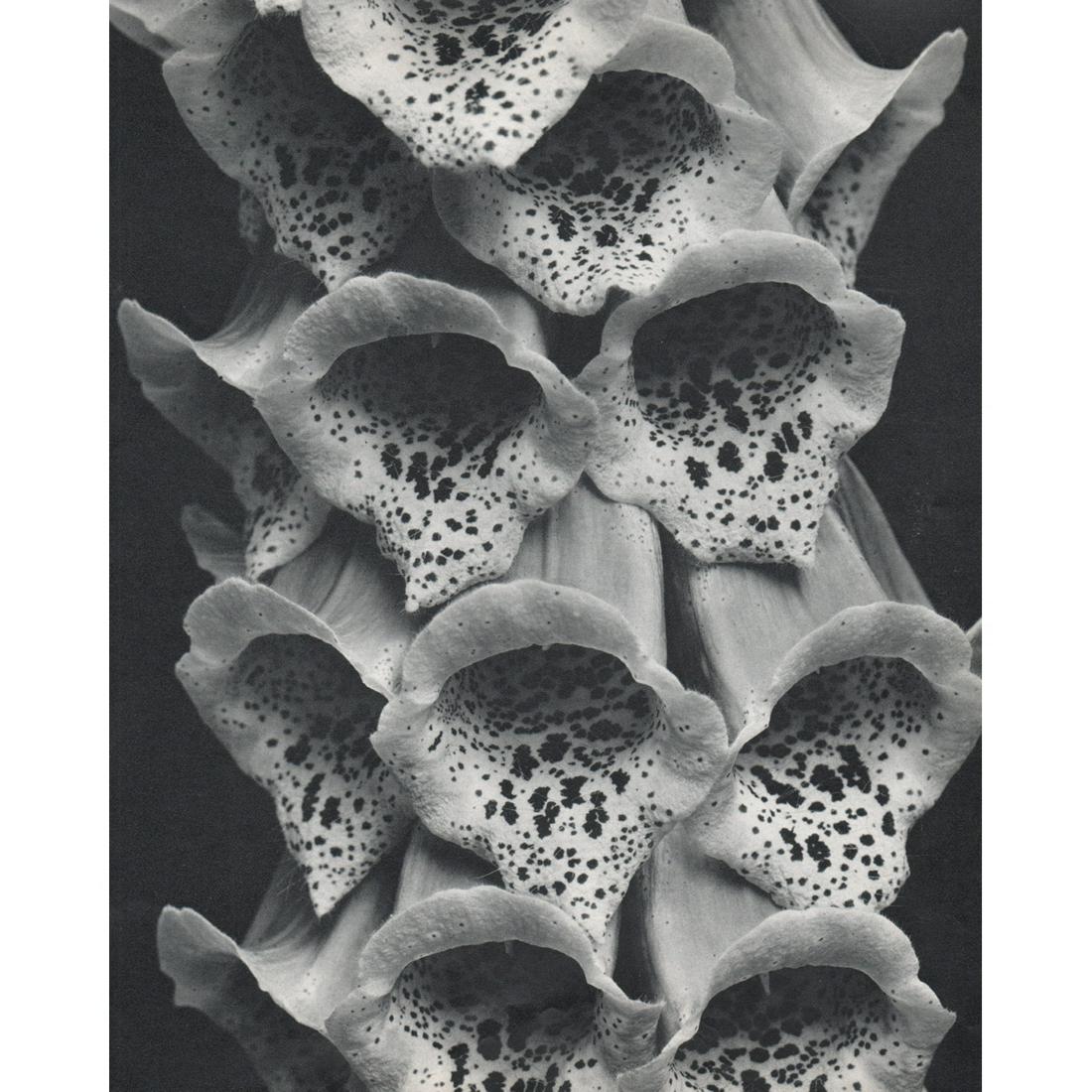 EDWARD STEICHEN - Foxgloves, 1926: No Reserve! Artist: EDWARD STEICHEN Print Title: Foxgloves, 1926 Medium: Sheet-fed Gravure Printing Date: 1960's Printed in Switzerland Image Size approx: 10.75 x 8.5 inches Edward Jean Steichen (1879