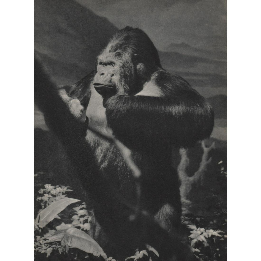 DICK WURTZ - Gorilla in The Museum of Natural History (1 of 1)