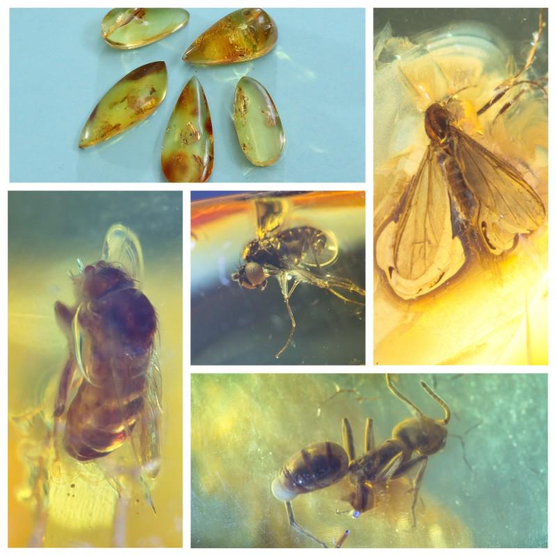 18.36 g. Inclusions in natural Baltic amber, 5 (1 of 14)