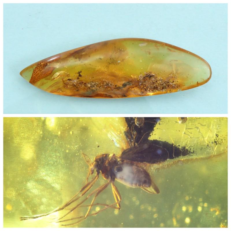 21.37 g. 100% natural Baltic amber stone fossil with (1 of 10)