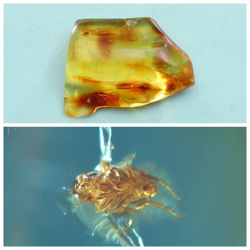 24.95 g. 100% natural Baltic amber stone fossil with (1 of 10)