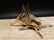 Gold Brass Fireplace Good Luck Hearth Cricket - 10