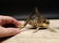 Gold Brass Fireplace Good Luck Hearth Cricket