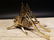 Gold Brass Fireplace Good Luck Hearth Cricket - 5