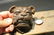Cast Iron wall mount folk art Bulldog Beer Bottle - 4