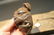 Cast Iron wall mount folk art Bulldog Beer Bottle - 7