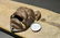Cast Iron wall mount folk art Bulldog Beer Bottle - 8