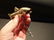 Brass Fish Wine Bottle Corkscrew - 6