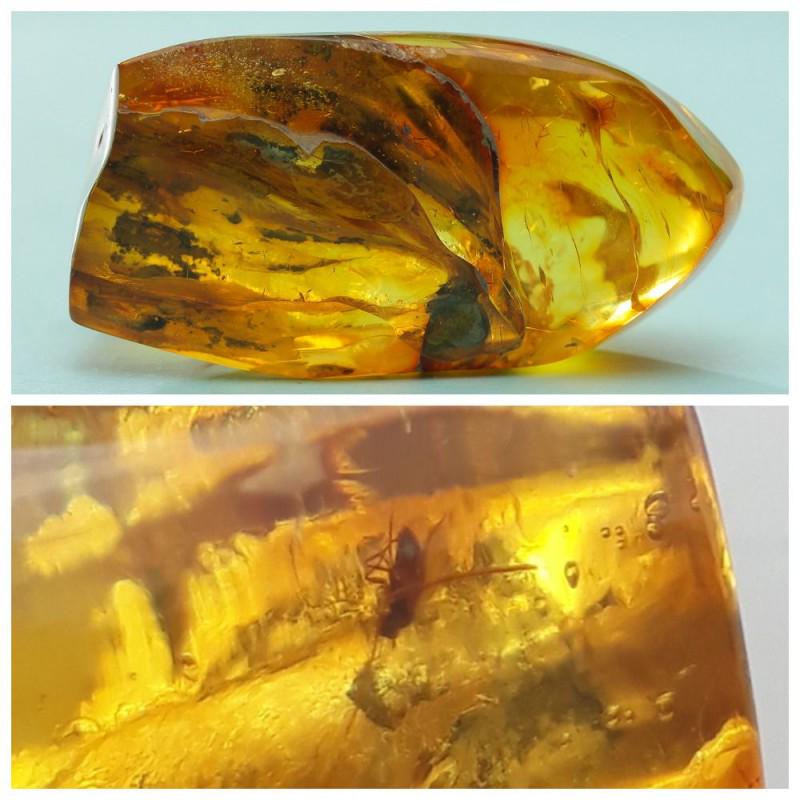 54 gr Baltic amber stone with insect, inclusion some (1 of 15)
