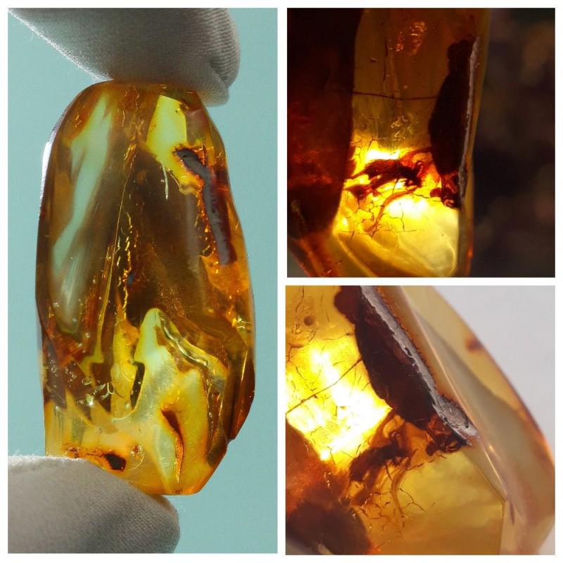 Baltic amber stone with insect, inclusion some rare fly (1 of 18)