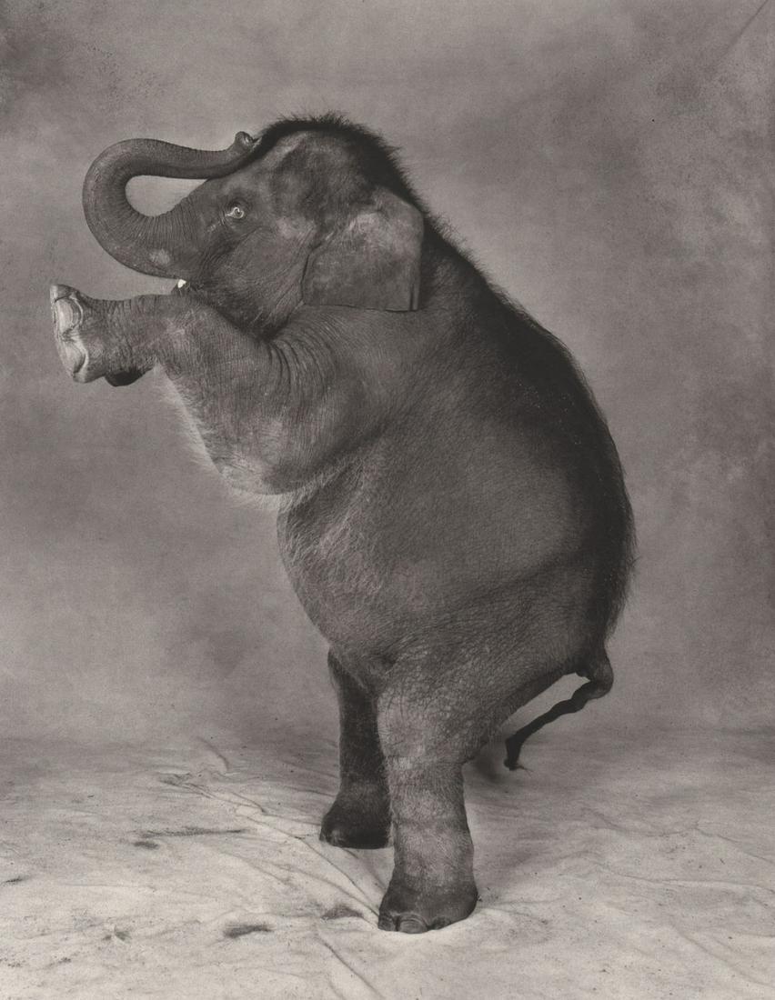 PATRICK DEMARCHELIER - Elephant baby, NY,1991: Artist: PATRICK DEMARCHELIER Print Title: Elephant baby,, NY,1991 Medium: Photo-lithograph Printed 1990’s in the US Image size (inches) approx. 12 x 9” Reserve: $25.00 Shipping: Domestic: Flat rat