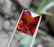 6.4 Carats Beautiful Hessonite Garnet ~ 11x9x7 MM - 3