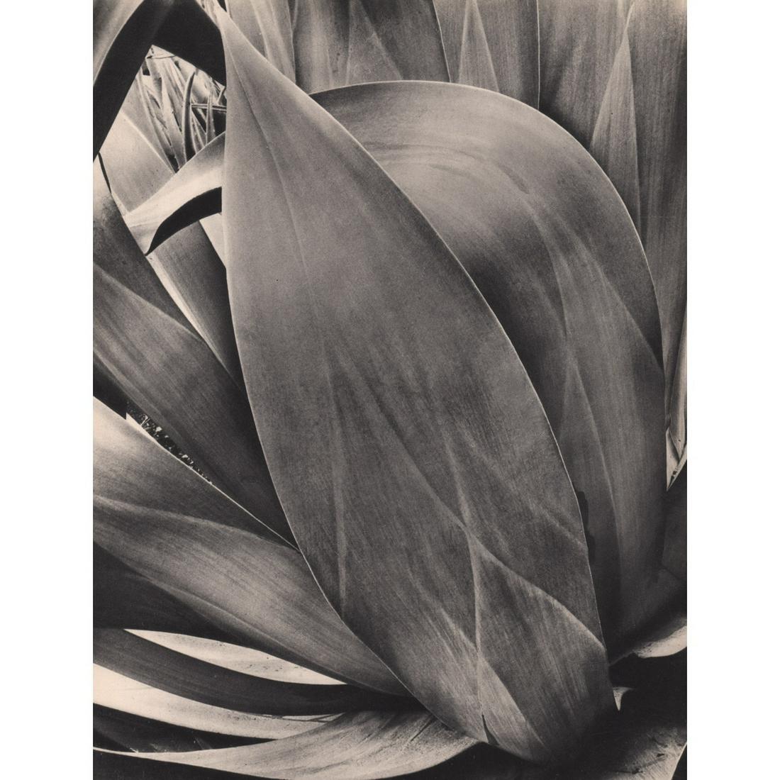 BRETT WESTON - Agave: Artist: BRETT WESTON Print Title: Agave Medium: Sheet-fed Gravure Printing Date: 1930's Printed in France Image Size approx: 11 X 8.5 inches Brett Weston (1911-1993) was an American photographer. Van 