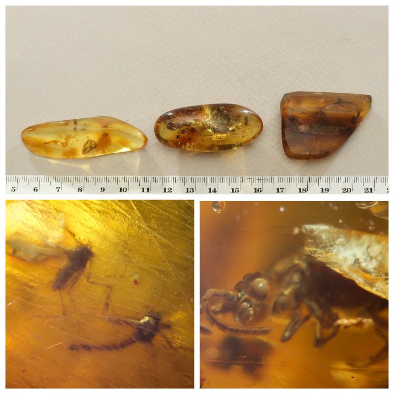 Inclusions in natural Baltic amber, 3 Gemstones fossils: Collection of 3 natural Baltic amber gemstones. Each stone with inclusion. In one of the stones is a beetle (Coleoptera). Some stones have several inclusions. Good for collection or jewelry. Weight: 2