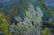 Oil painting Mountain landscape - 8