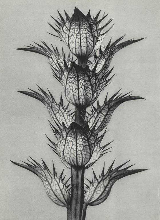 Karl Blossfeldt- Acanthus mollis: Artist: Karl Blossfeldt Title: Acanthus mollis Medium: Photogravure,1967, Germany Dimensions: 7.2x9.9" Additional Information: Heat Wax Mounted on 11x14" Conservation Board. Karl Blossfeldt (1865-1932