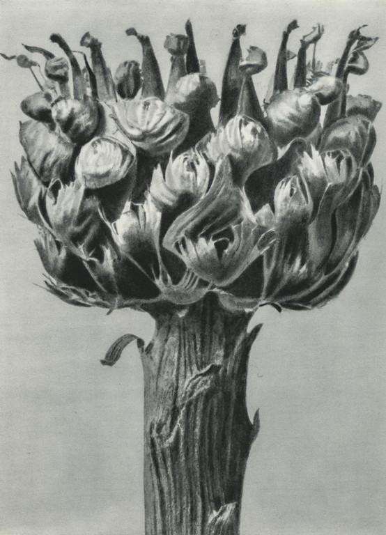 Karl Blossfeldt- Centaurea macrocephala: Artist: Karl Blossfeldt Title: Centaurea macrocephala Medium: Photogravure, 1967, Germany Dimensions: 7.15x9.9" Additional Information: Heat Wax Mounted on 11x14" Conservation Board. Karl Blossfeldt (