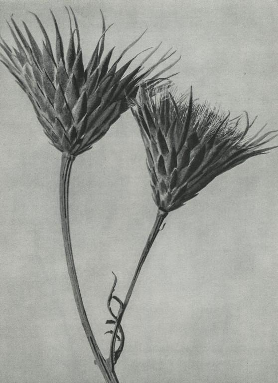 Karl Blossfeldt- Serratula nudicaulis: Artist: Karl Blossfeldt Title: Serratula nudicaulis Medium: Photogravure, 1933, Germany Dimensions: 7.2x9.95" Additional Information: Heat Wax Mounted on 11x14" Conservation Board. Karl Blossfeldt (18