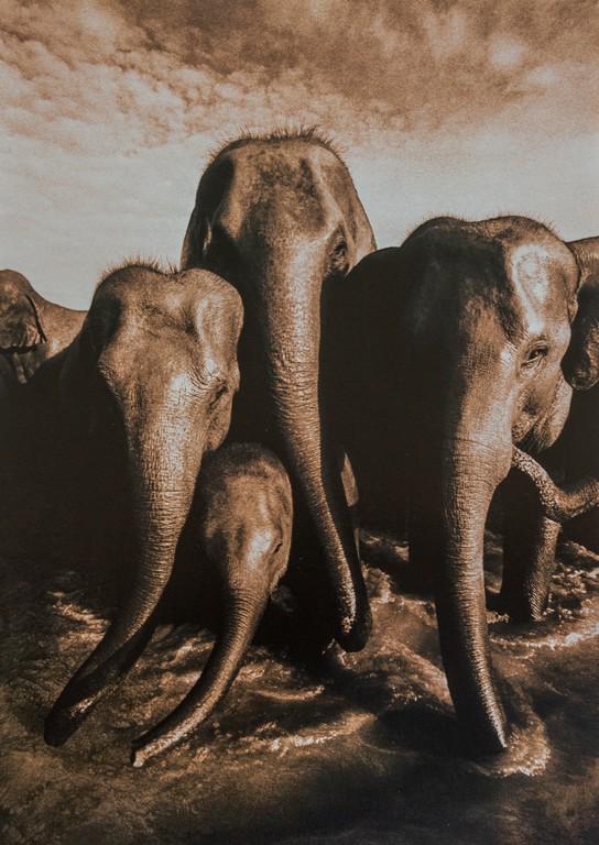 Gregory Colbert- Elephants at Watering Hole (1 of 1)