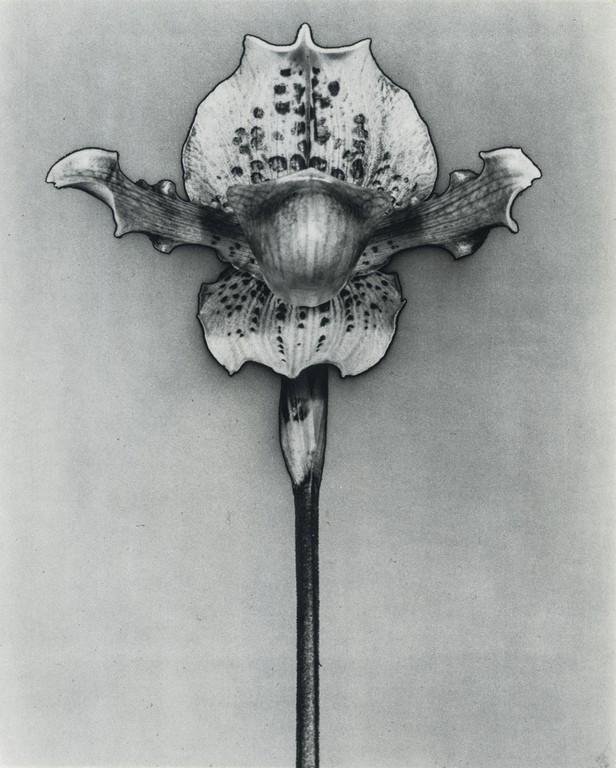 Max Dupain- Orchid, 1939 (1 of 1)