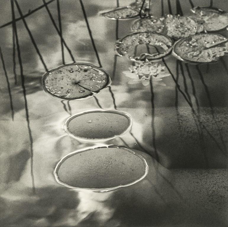 Karin Rosenthal- Lily Pads, 1991 (1 of 1)