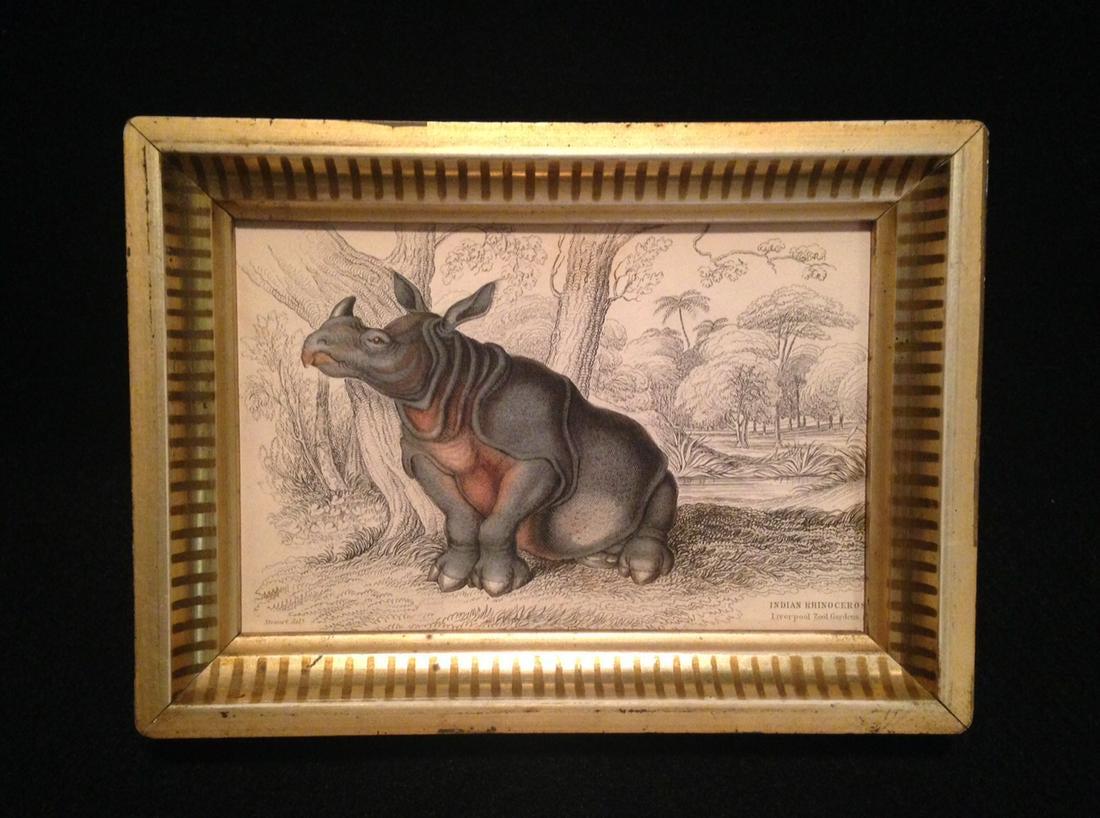 1836 rhinoceros hand colored engraving in GC (1 of 2)