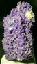 1300 Grams Museum Grape Agate , BOTRYOIDAL CHALCEDONY , - 2