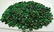 145 Grams Beautiful Emerald Rough - 3