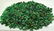 145 Grams Beautiful Emerald Rough - 4